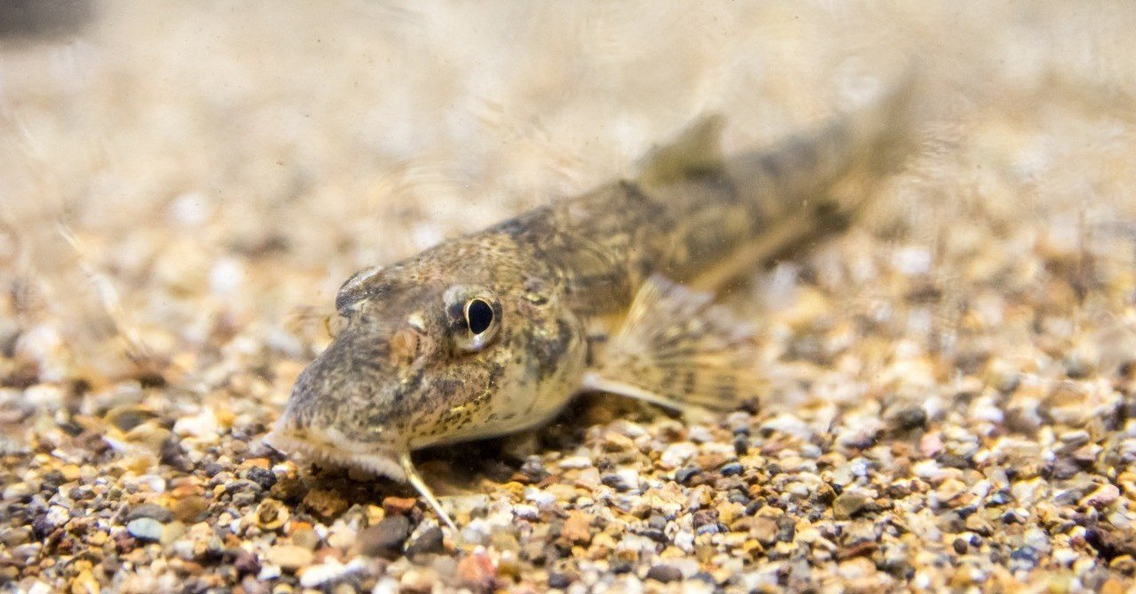 カマツカという魚について おいかわ３ Note