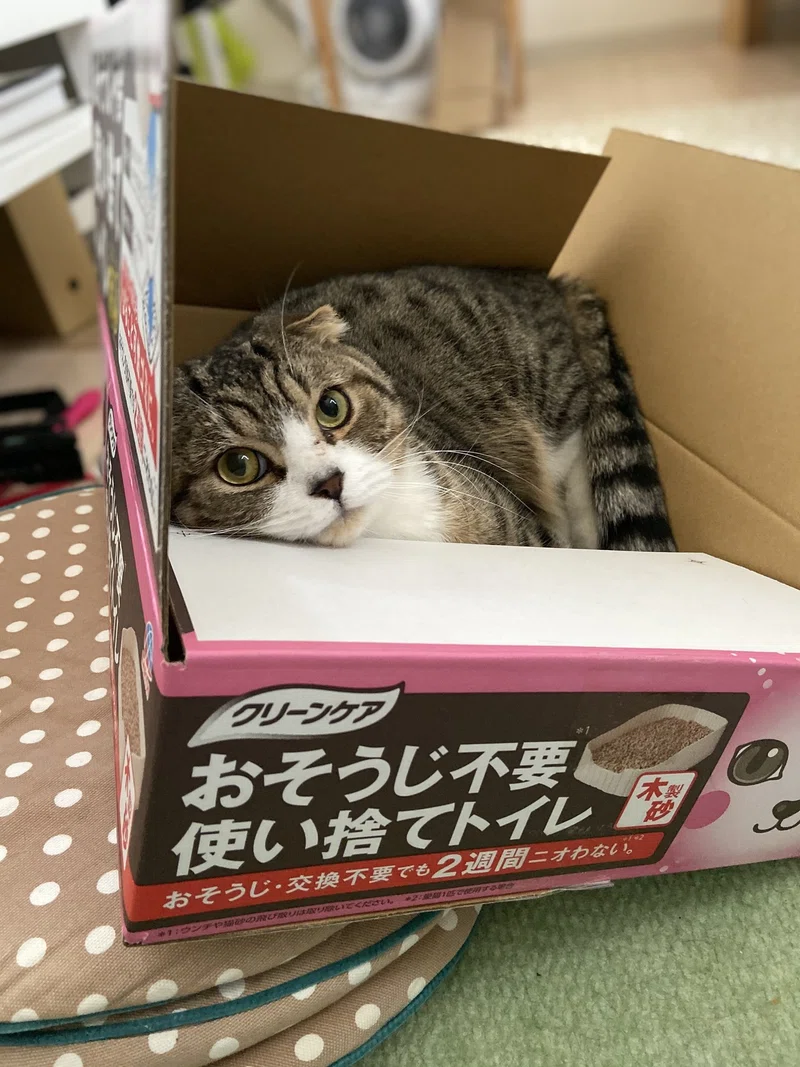 帰省時の猫トイレ 瞑想中の蜜りんご Akiko Yoshida Note