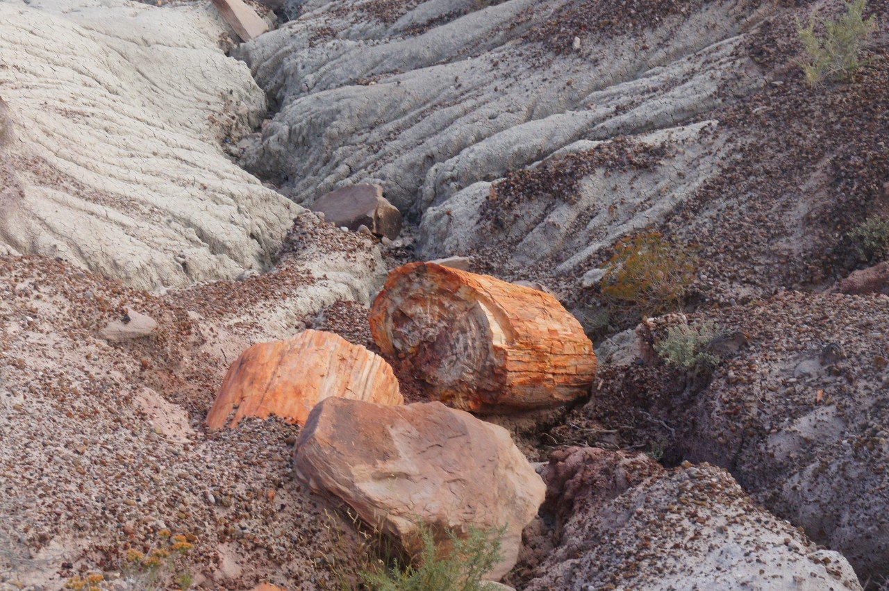 アメリカで出会った100の光景 No. 45（大自然の絶景）丸太のままの