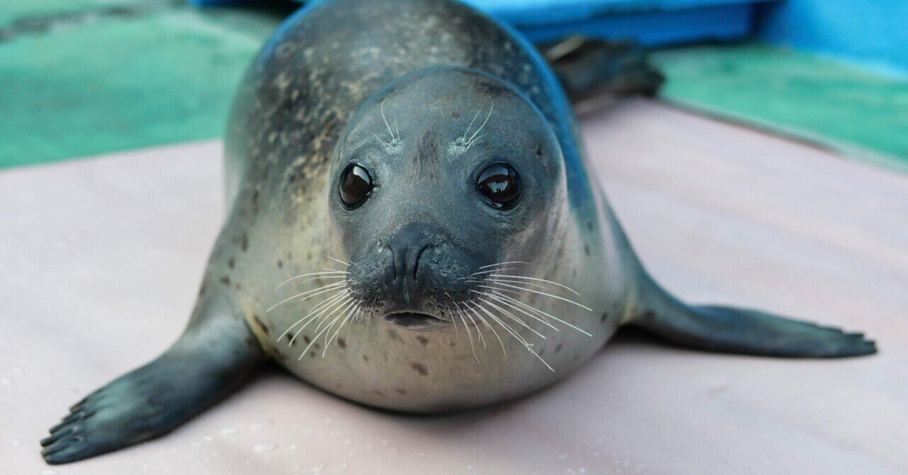 アザラシまとめ｜ベッチ｜note