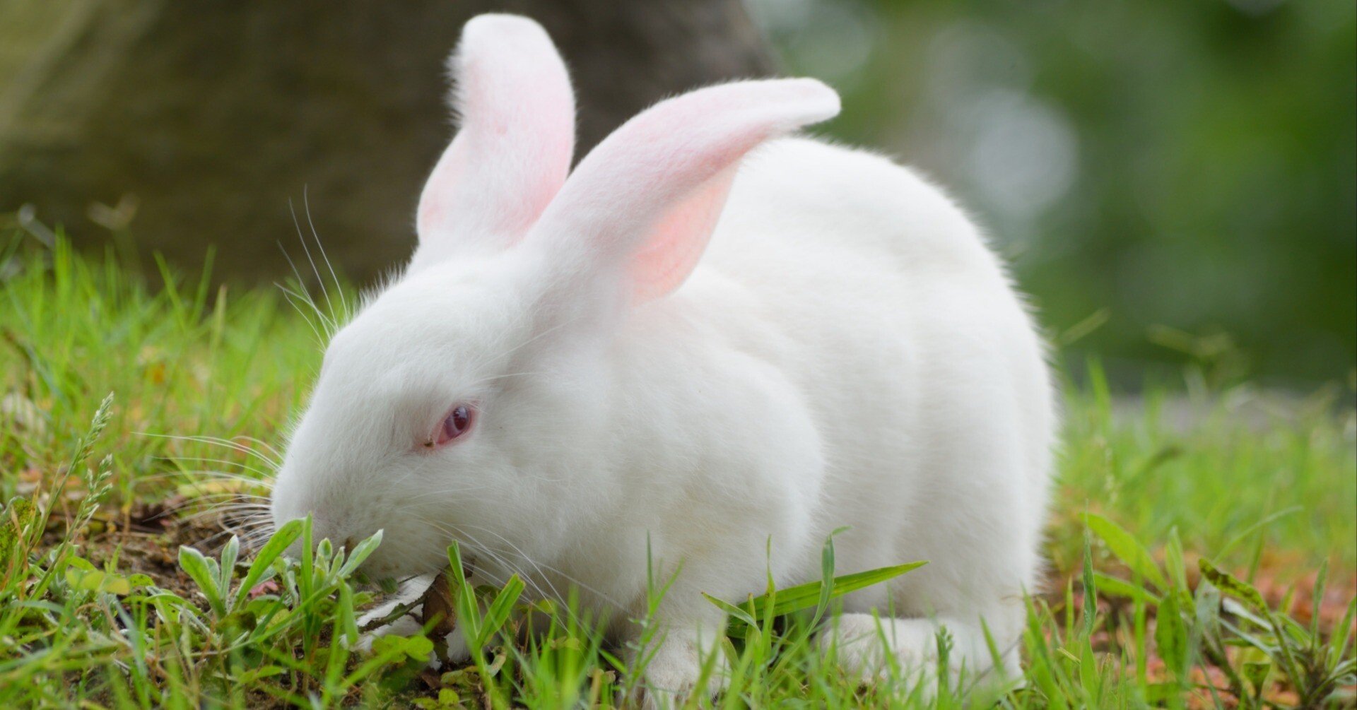 普通のうさぎは体重6kg～むかしのうさぎのお話｜大野瑞絵