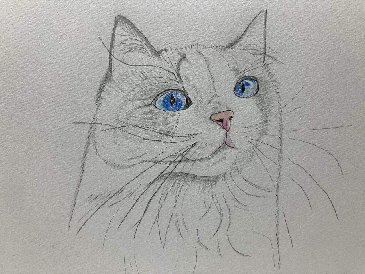 猫の色鉛筆画です。｜まる