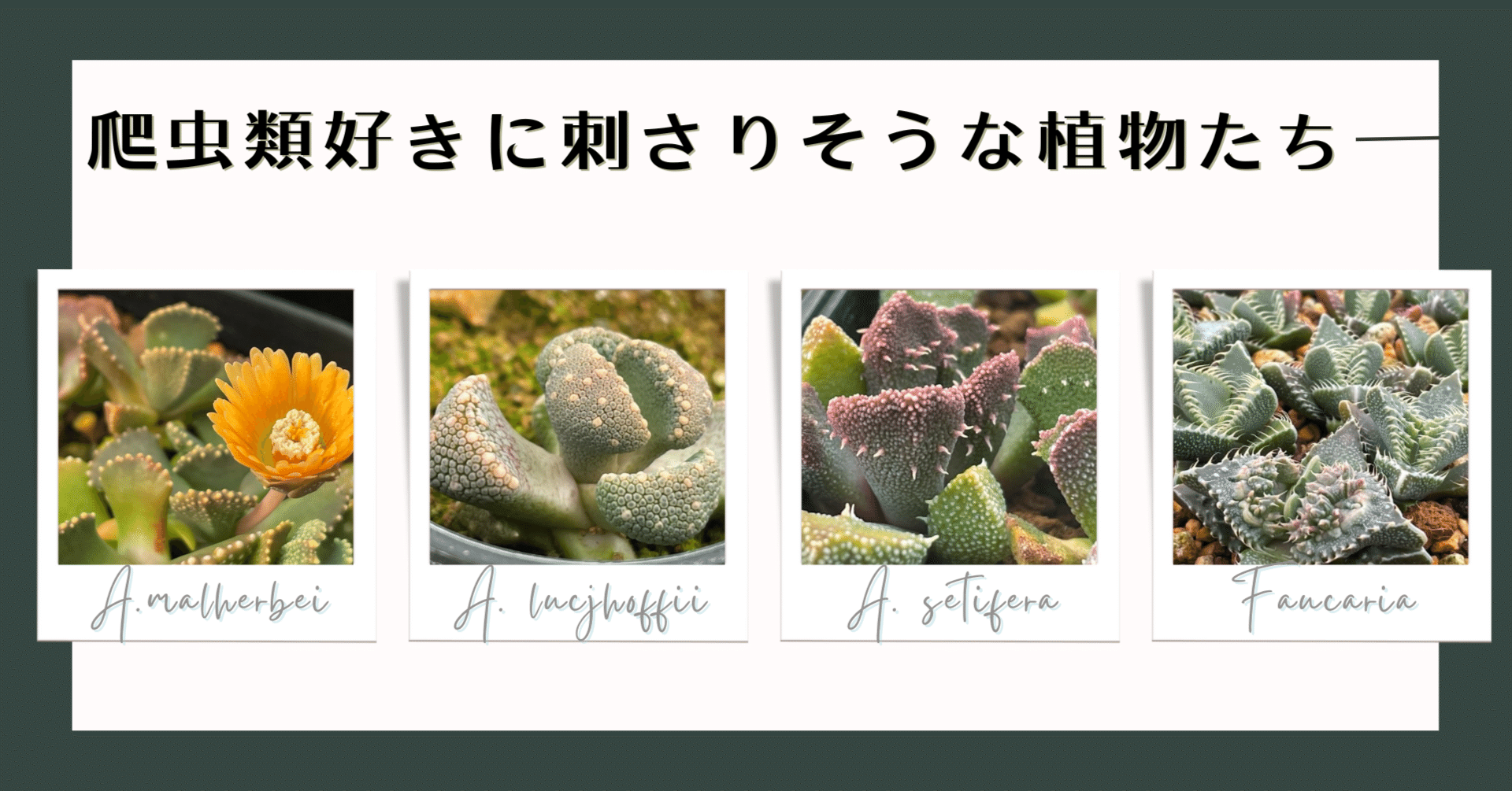 爬虫類好きの人に刺さりそうな植物たち｜ミウラタカオ｜植物画＆園芸家