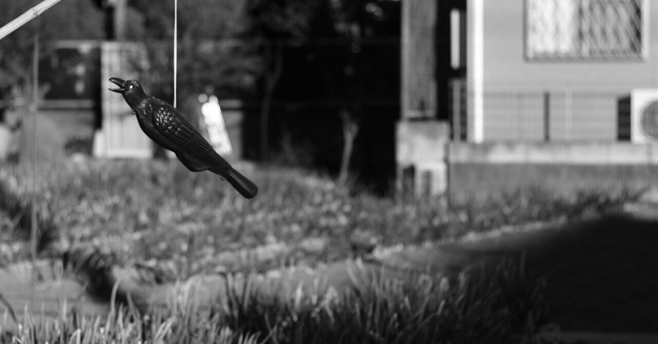 雑談】PENTAX 黒死病は写真上達の近道かも？｜MameMaki