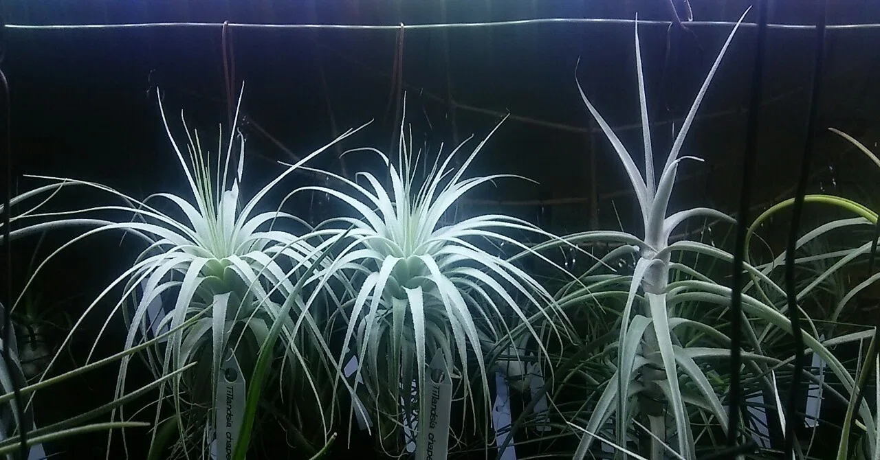チランジア入荷リスト12/25｜NatureGarden🌿神田