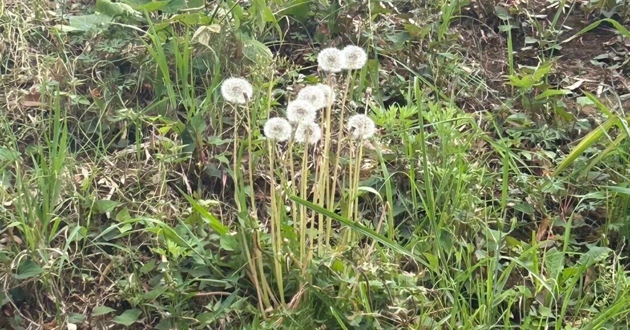 ぺんぺん草 ペンペン草＆In the Bulb There Is a Flower｜saho045