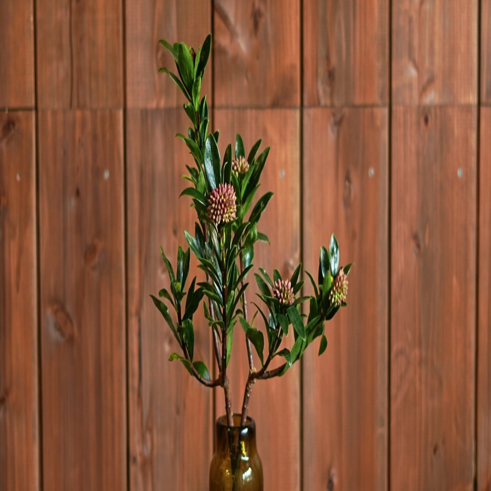 今日の花 沈丁花｜花屋のラフ