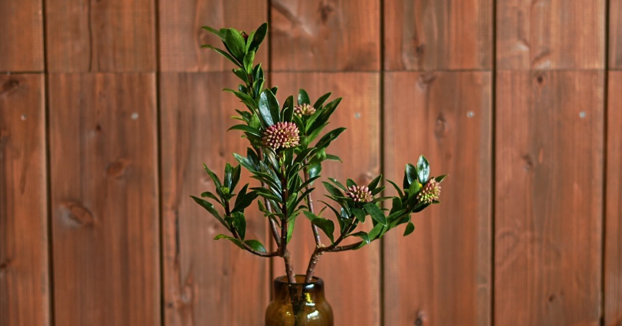 今日の花 沈丁花｜花屋のラフ