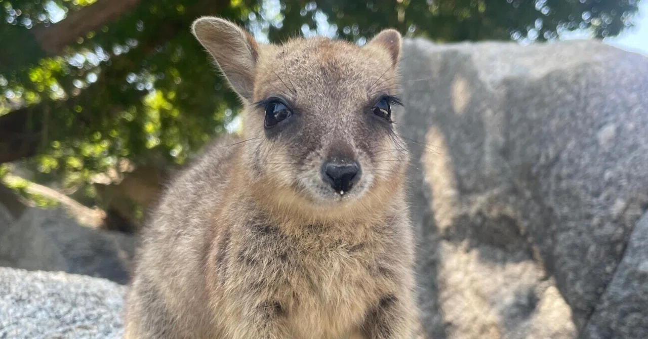 旅行記】ケアンズ🇦🇺🐨アサートン高原・ミコマスケイ・キュランダ鉄道