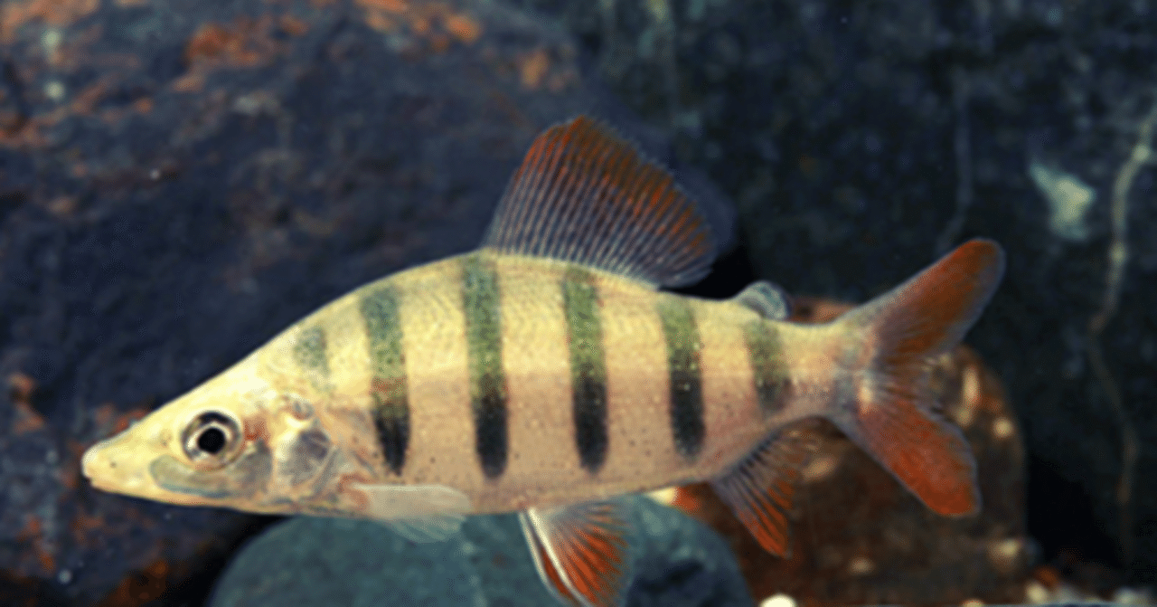 ロングノーズ・クラウンテトラ｜熱帯魚・アフリカカラシンの仲間