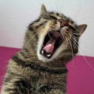 shue_DatsuKinsyuku🐾