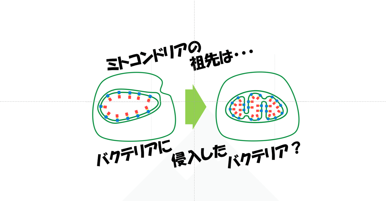 ミトコンドリアの祖先は 太古の昔にバクテリアに侵入したバクテリアだった はなさん 生物のしくみを解説 Note