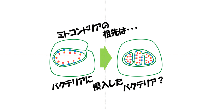 ミトコンドリアの祖先は 太古の昔にバクテリアに侵入したバクテリアだった はなさん 生物のしくみを解説 Note