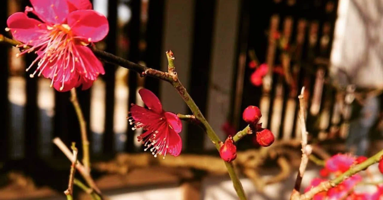 新古今(44)梅の花 にほひをうつす 袖のうへに|舞夢