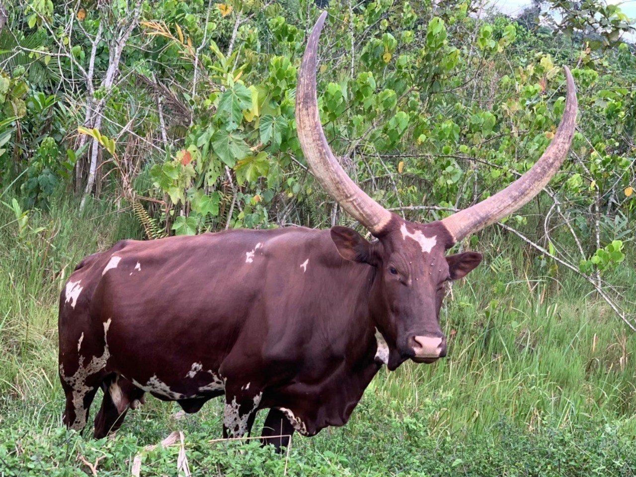 ウガンダ カオスな街中 心洗われるヴィクトリア湖 Mufasa Note