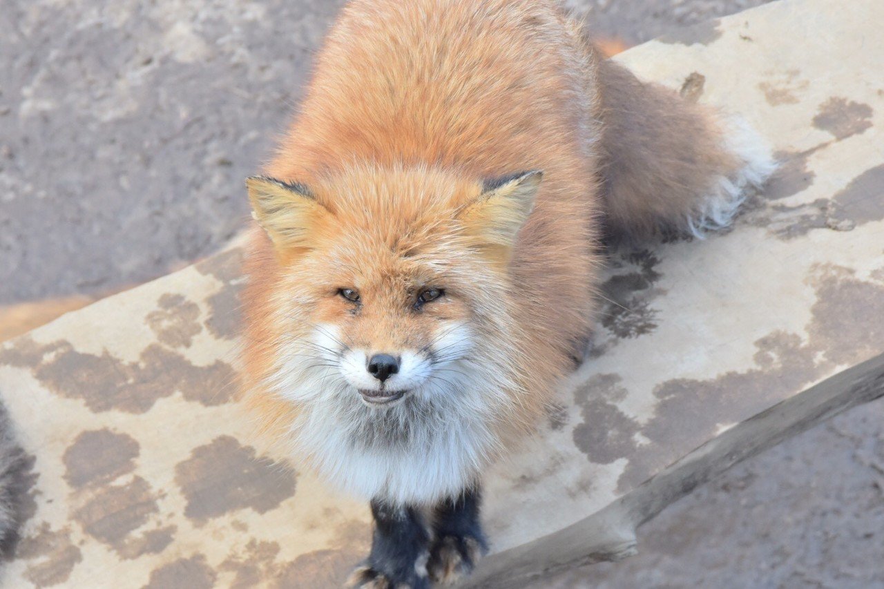 可愛いもふもふのキツネさんたちをぜひ見てほしい あやめし Note 可愛いもふもふのキツネさんたちをぜひ見てほしい あやめし Note