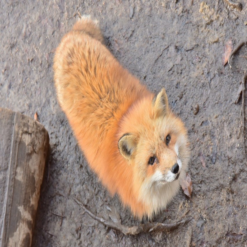 可愛いもふもふのキツネさんたちをぜひ見てほしい｜あやめし