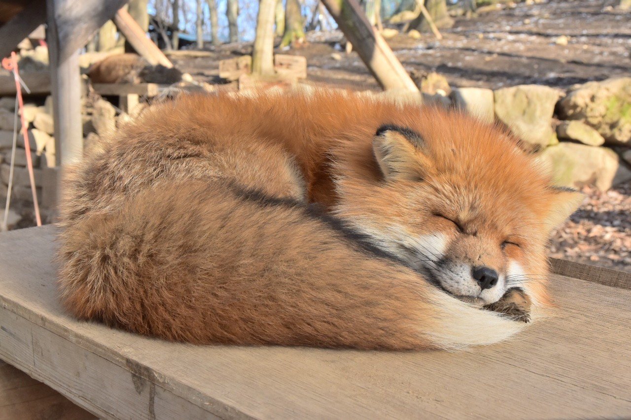 可愛いもふもふのキツネさんたちをぜひ見てほしい あやめし Note 可愛いもふもふのキツネさんたちをぜひ見てほしい あやめし Note