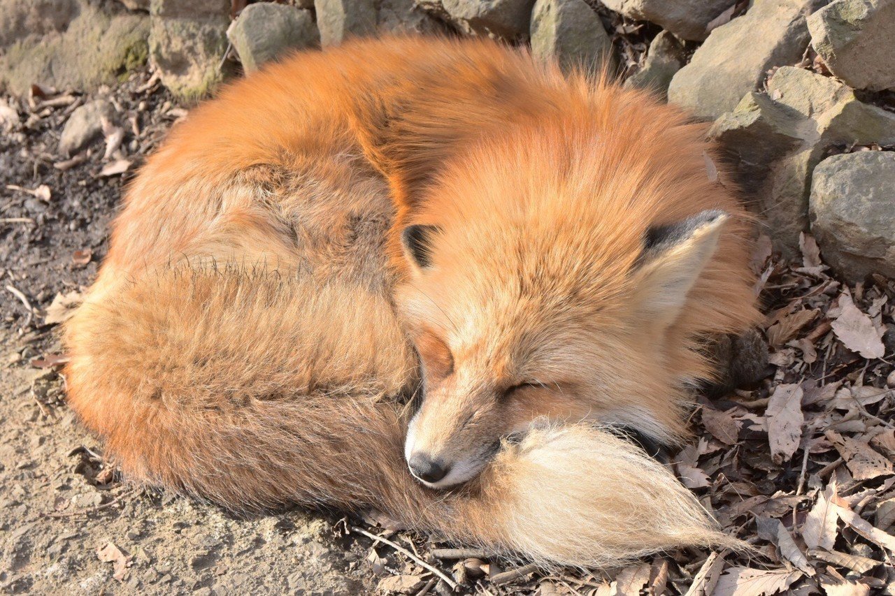 可愛いもふもふのキツネさんたちをぜひ見てほしい あやめし Note 可愛いもふもふのキツネさんたちをぜひ見てほしい あやめし Note