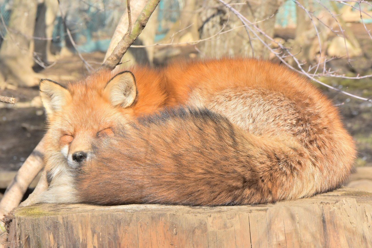 可愛いもふもふのキツネさんたちをぜひ見てほしい あやめし Note 可愛いもふもふのキツネさんたちをぜひ見てほしい あやめし Note