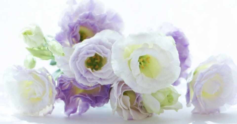 ありがとう の花束 難病になった喜劇作家の 再 入院日記15 かなつん Note