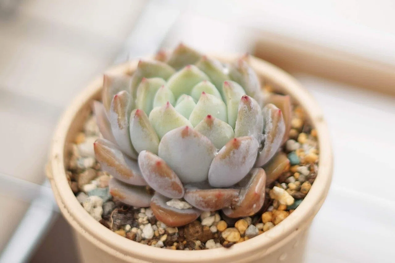あゆ様分　多肉植物 Second Shop Succulent Plant Introduction] Variegated Drosanthemum