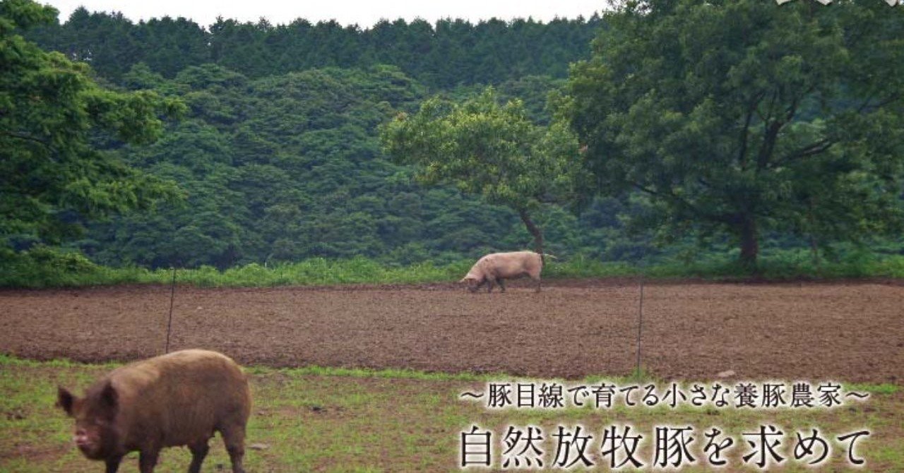 長崎県佐世保 自然放牧豚を求めて ポルチーニくん Note