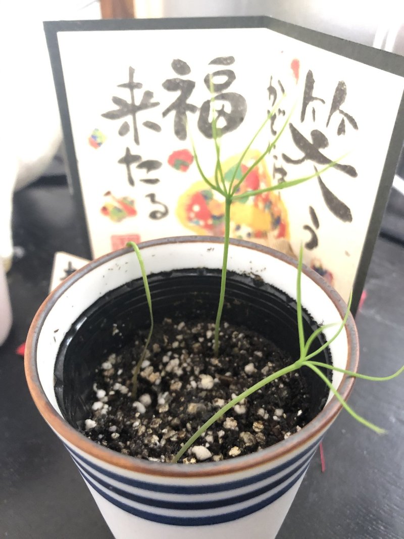 種から育てる黒松盆栽 その3 村木藤志郎 Note