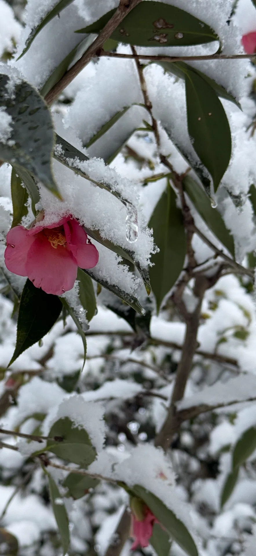 桃色雪中花 花の名そのままを再現できた撮影｜EGGSEED