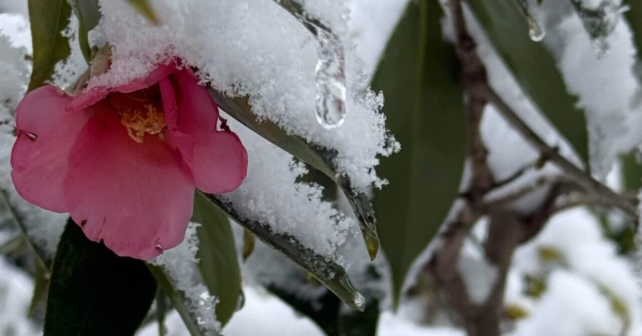 桃色雪中花 花の名そのままを再現できた撮影｜EGGSEED