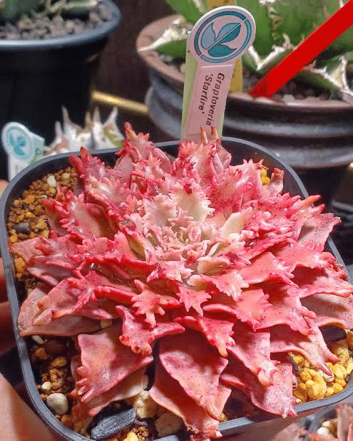 多肉植物】衝撃!高級レアな多肉ちゃん達|non 多肉植物】衝撃!高級レアな多肉ちゃん達|non
