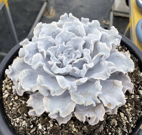 多肉植物】衝撃!高級レアな多肉ちゃん達|non 多肉植物】衝撃!高級レアな多肉ちゃん達|non