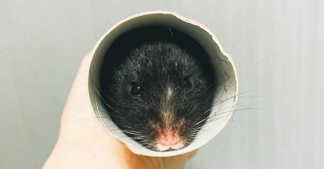 ユニークかわいい ハムスター イラスト 世界一可愛いハムスター 最高の動物画像