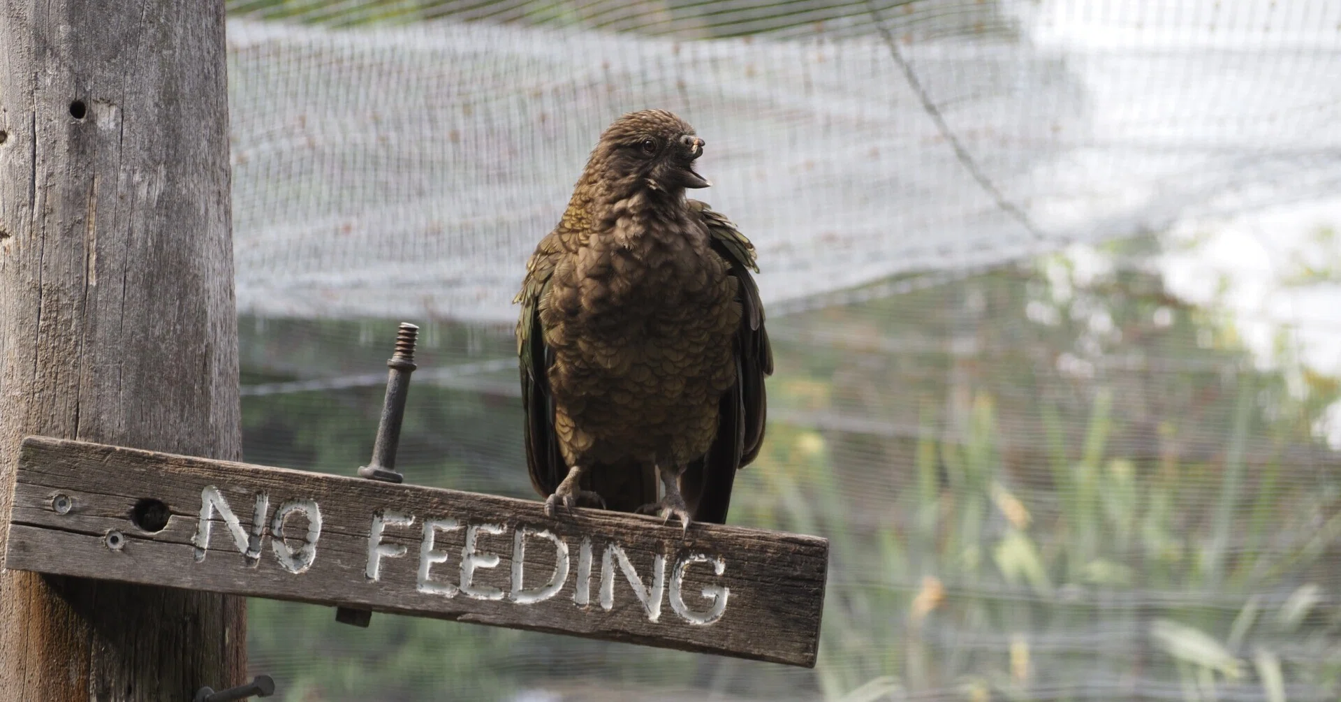 南島一周】ウィローバンク野生動物保護区で鳥と戯れる in クライスト