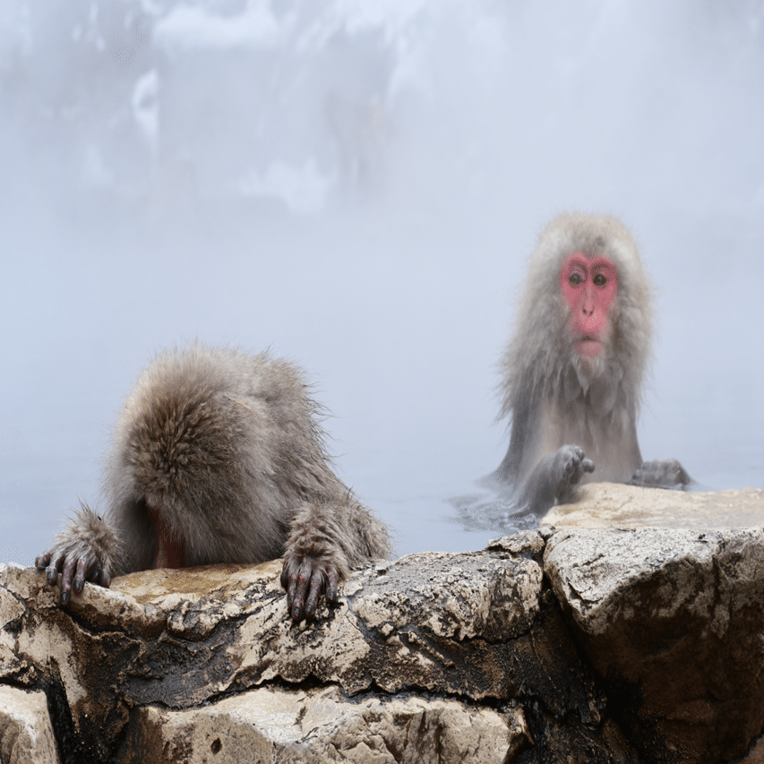 旅行記録】長野にお猿さんに会いに行く旅。｜f