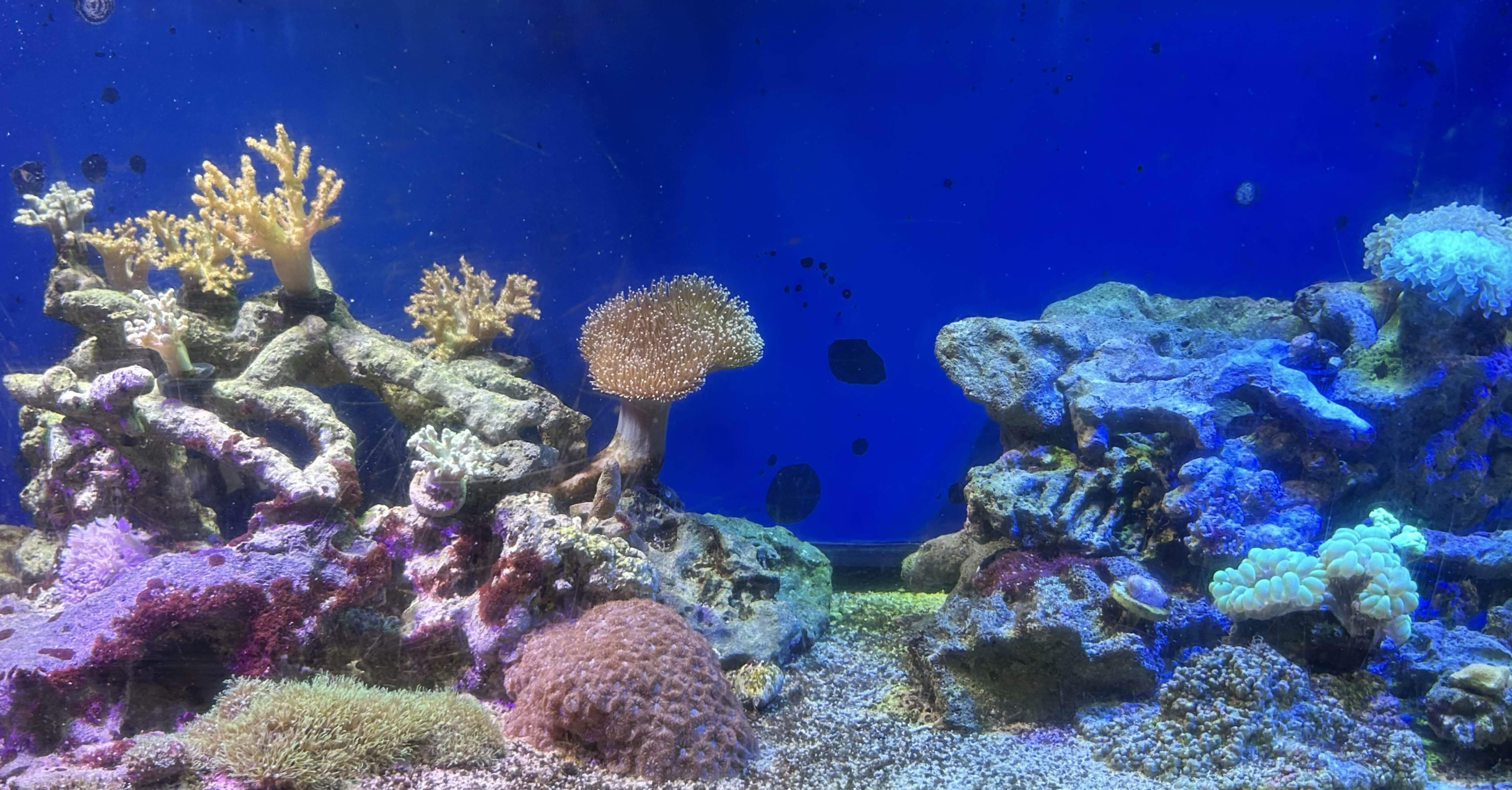 サンゴ水槽メガシンカ｜北里アクアリウムラボ