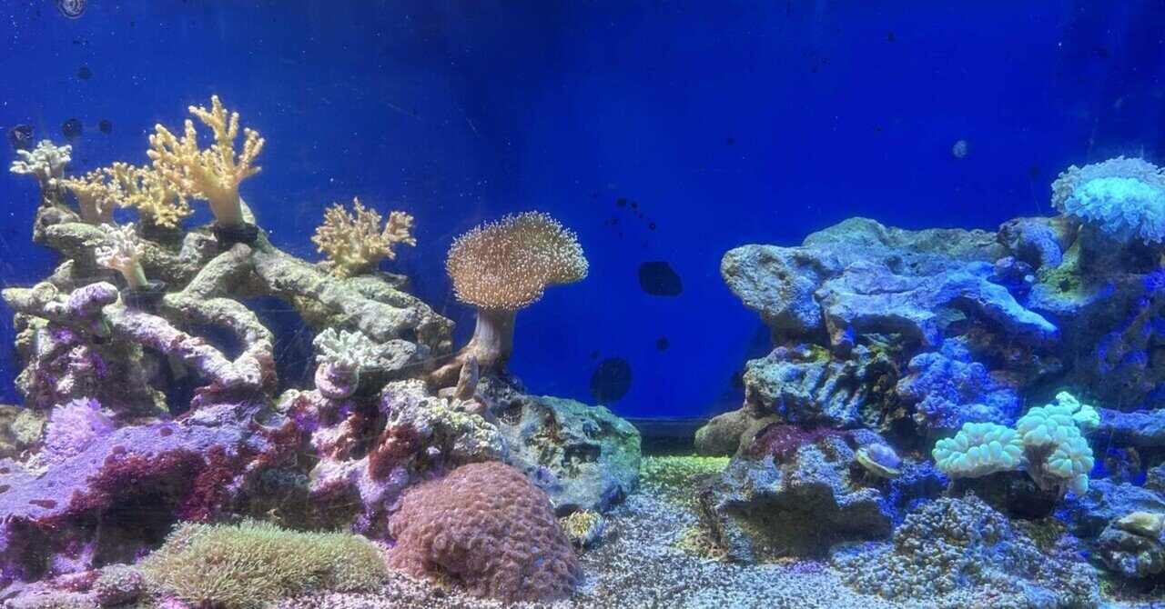 サンゴ水槽メガシンカ｜北里アクアリウムラボ