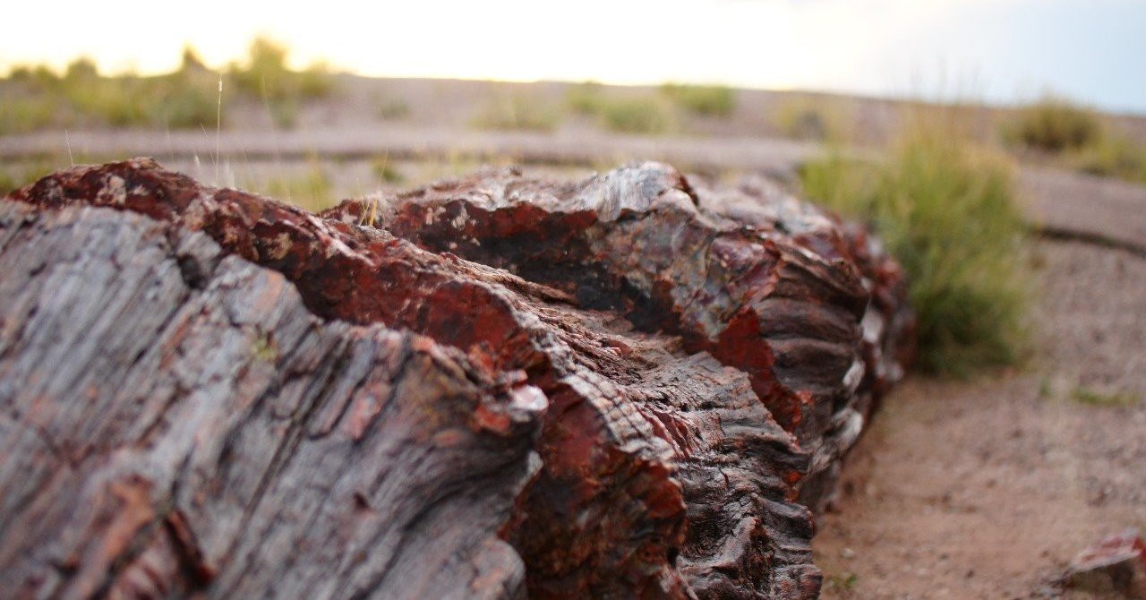 アメリカで出会った100の光景 No. 45（大自然の絶景）丸太のままの