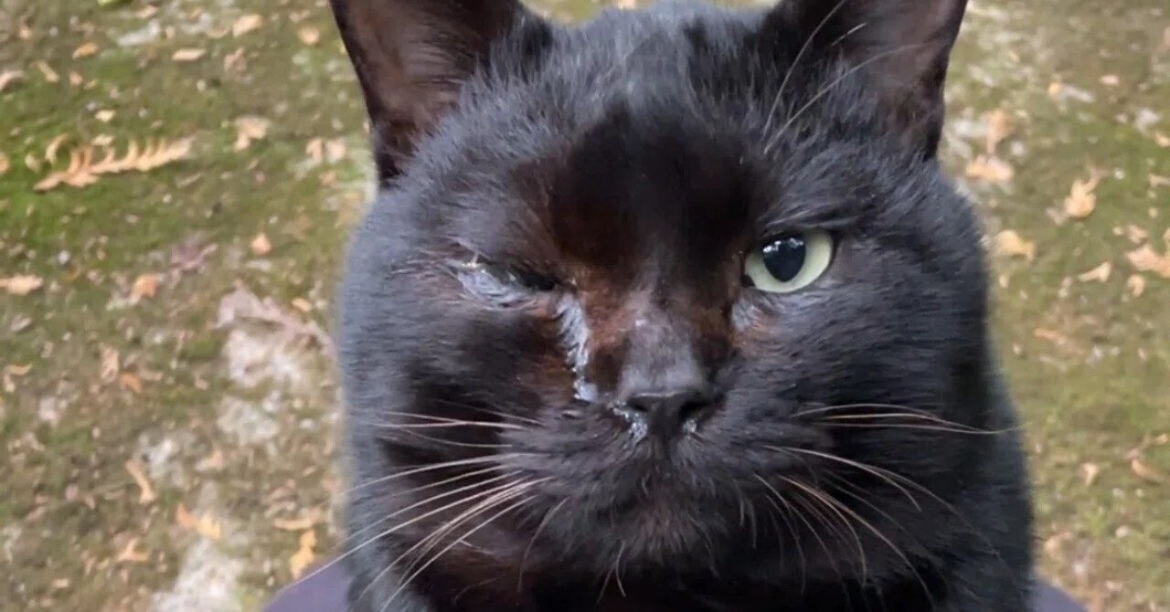 捨てられて間もなくボス猫に成り上がった黒猫｜とみりゅう | tomiryu