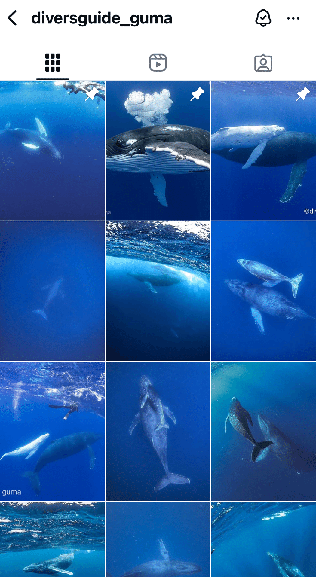 海の中でクジラを見る夢のような空間｜なお