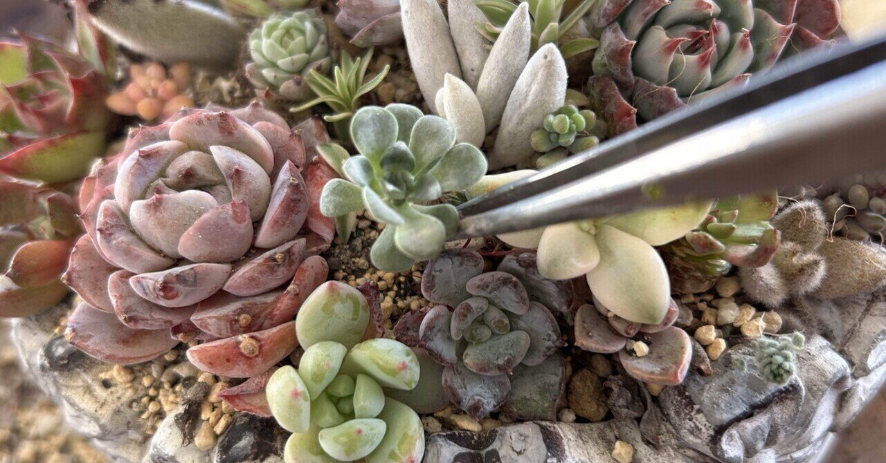 多肉植物】寄せ植えを可愛く仕立て直すよ①｜non