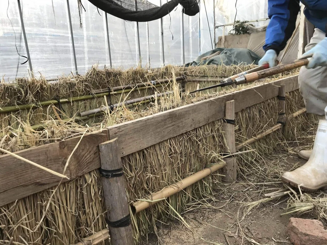 （参考∶状況確認ページ）R8野菜苗温床栽培（播種）１月３１種蒔き開始 夏野菜の播種【温床マットで育苗】 - YouTube