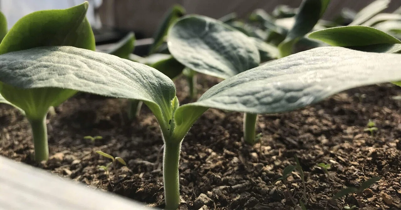 （参考∶状況確認ページ）R8野菜苗温床栽培（播種）１月３１種蒔き開始 1月蒔きチンゲンサイ、定植+被膜。 - 小型ビニールハウスで農業実験
