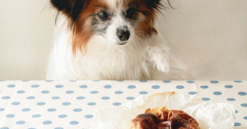 小麦粉 米粉なし バスチー風バナナヨーグルトケーキ 手作り犬おやつレシピ 単品購入 いちかわあやこ 犬ごはん先生 Note