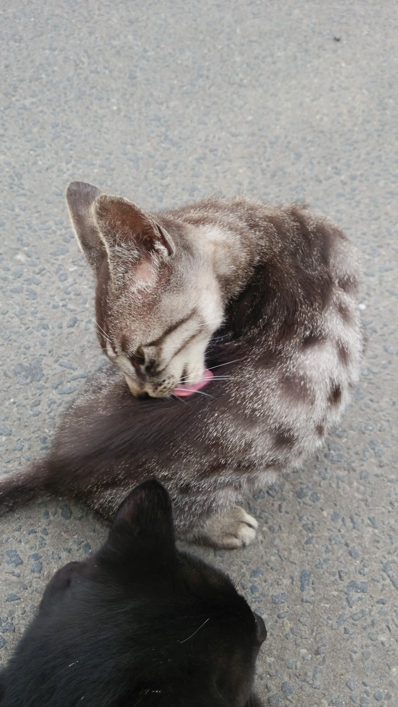 猫の可愛さに魅了されながら更新をお待ちください。｜高菜わさび(仮に 