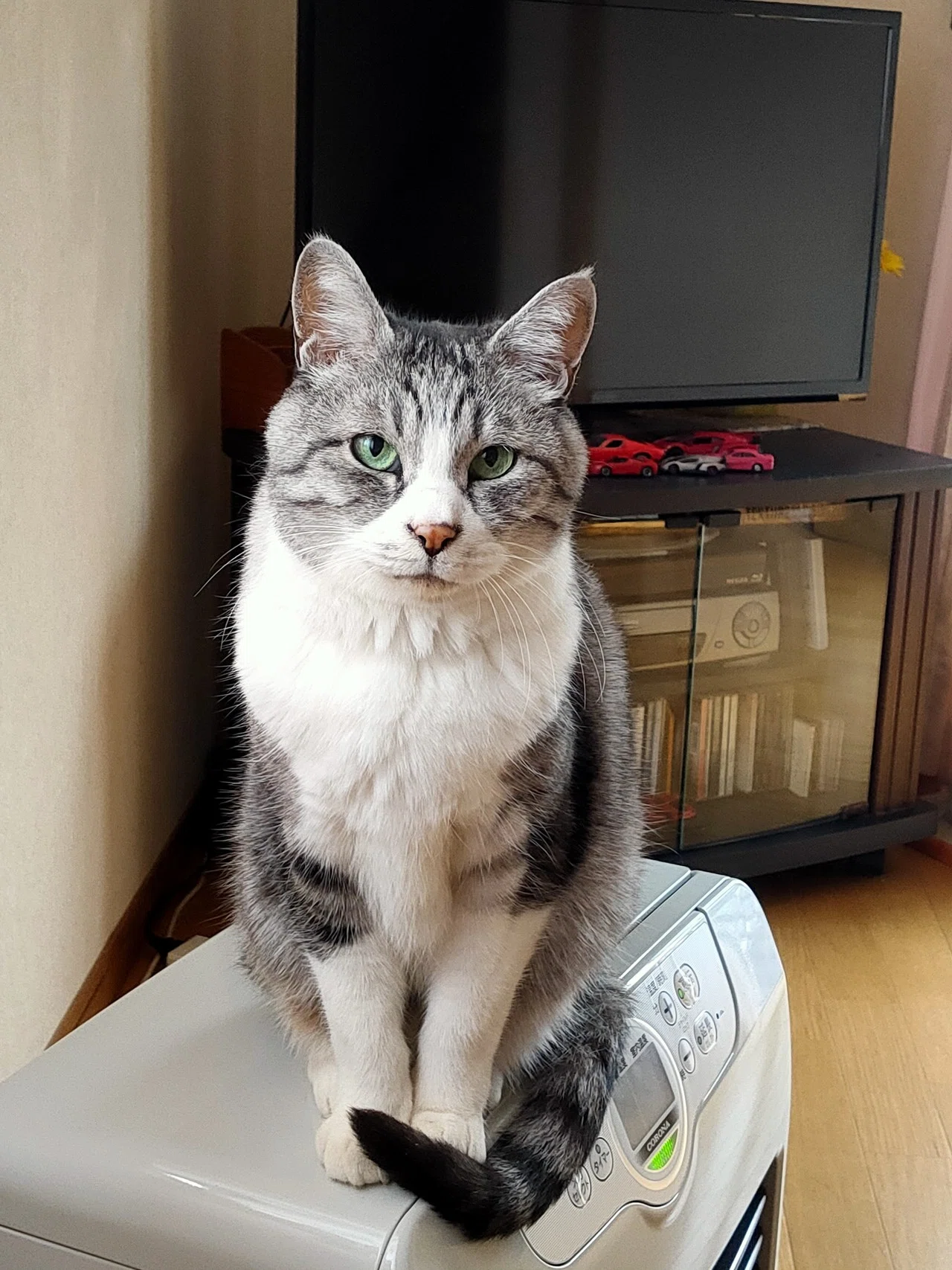 ホットしたチーコ(猫)😼｜kuma｜note