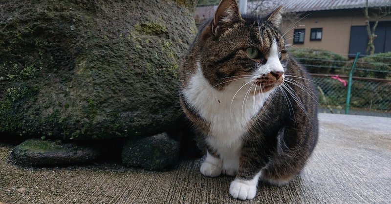 わが家の猫生活 番外編 その2 野良猫 アカさんのこと ぶんぶんどー Note わが家の猫生活 番外編 その2 野良猫 アカさんのこと ぶんぶんどー Note