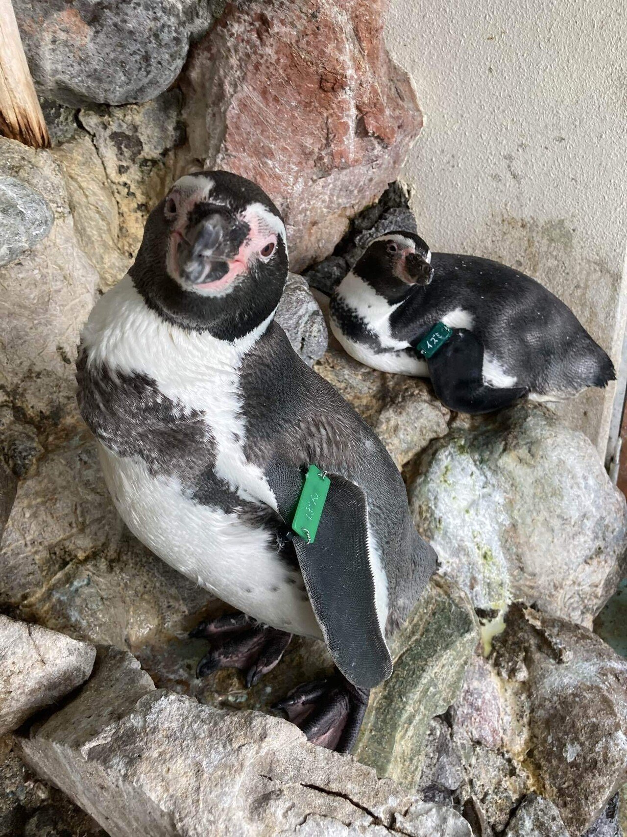Happy Birthday🎉またひとつ歳を重ねたね❗️｜桂浜水族館 公式