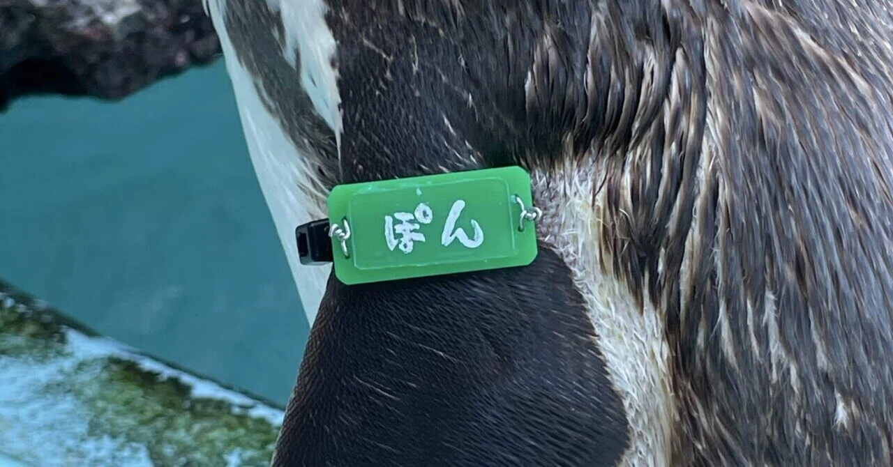 Happy Birthday🎉またひとつ歳を重ねたね❗️｜桂浜水族館 公式