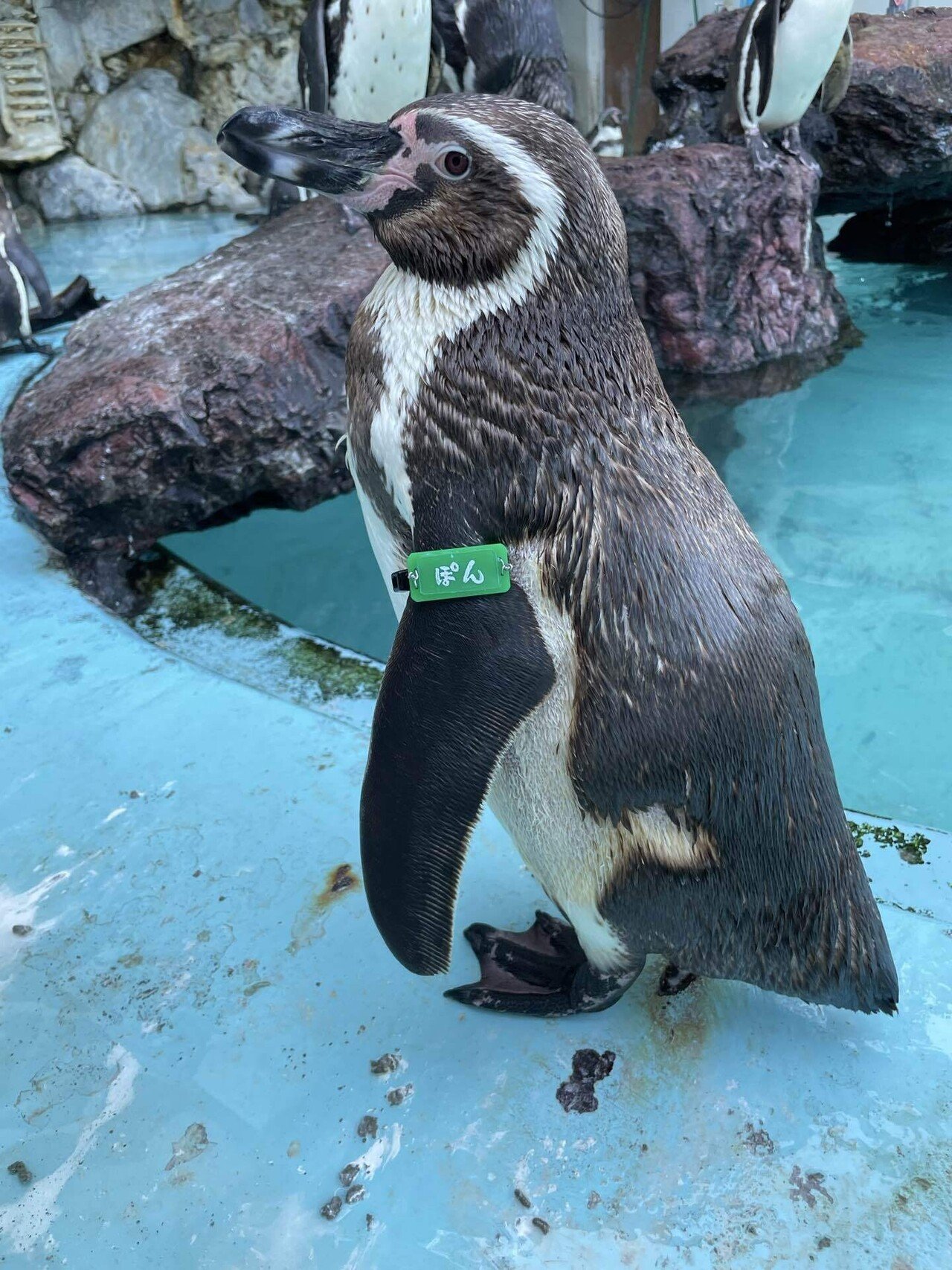 Happy Birthday🎉またひとつ歳を重ねたね❗️｜桂浜水族館 公式